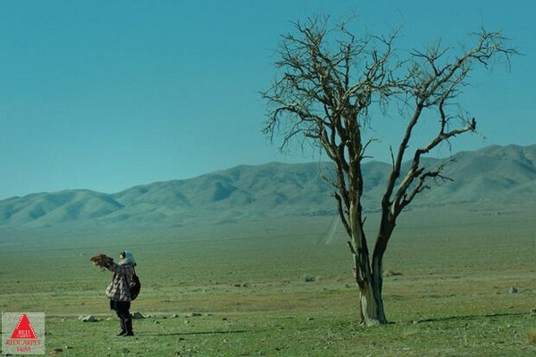 جواد دارایی