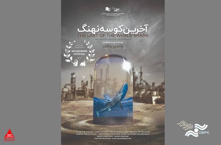 «آخرین کوسه نهنگ»